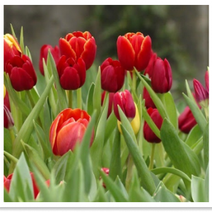 Hoa Tulip đỏ tía